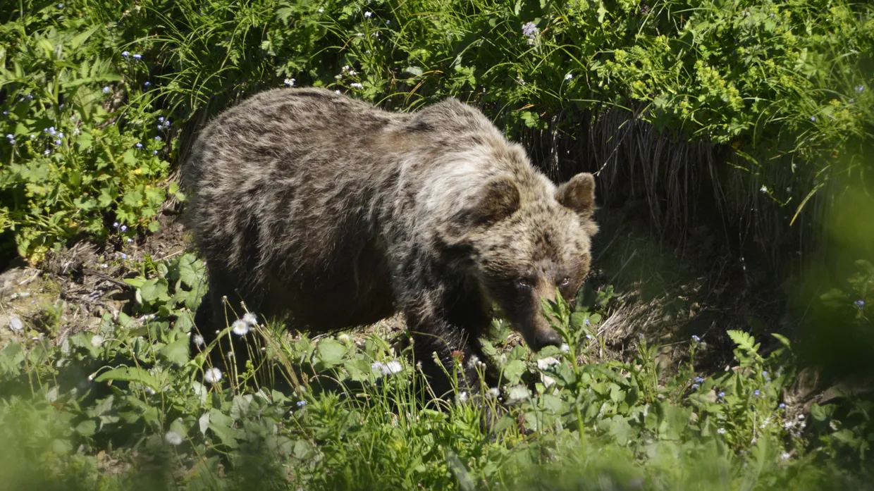 Ein Braunbär 2017 im slowakischen Tatra-Gebirge (Symbolbild)