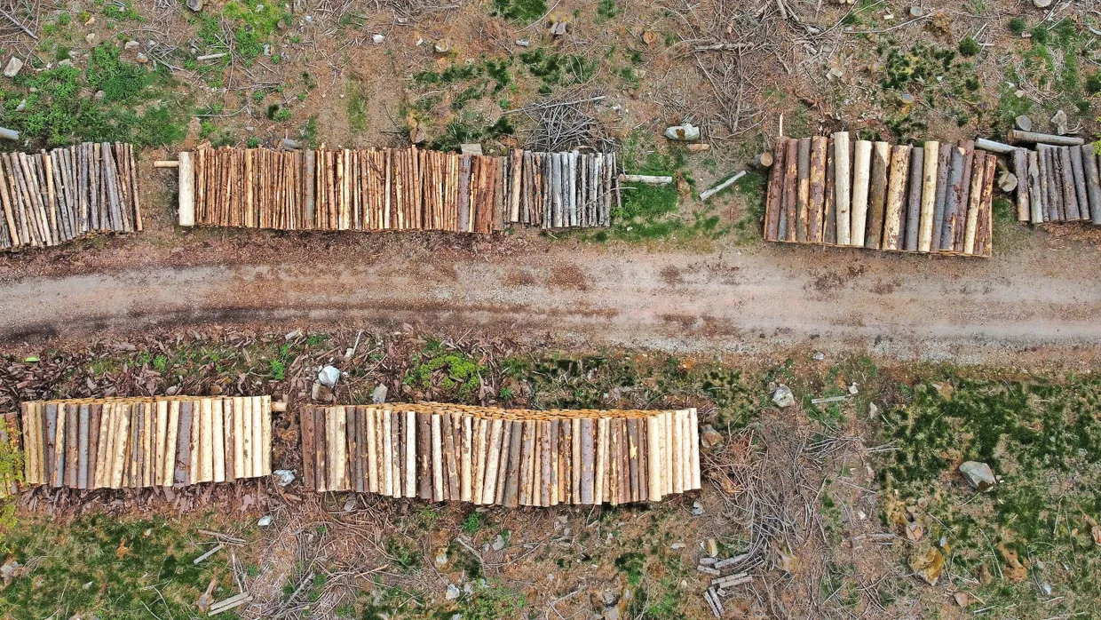 Im Taunus sind, in einem vom Borkenkäfer betroffenen Gebiet, gefällte Fichten aufgestapelt.