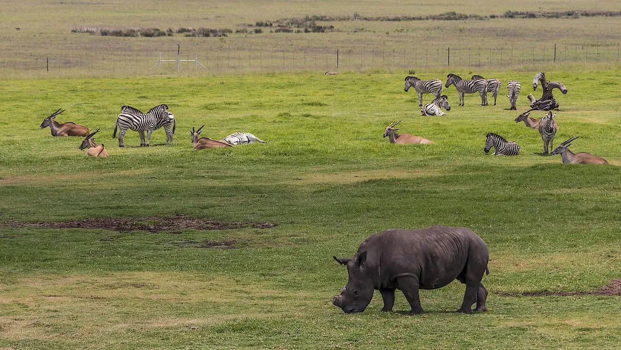 Hornlos: Um sie für Wilderer uninteressant zu machen, werden den Tieren in südafrikanischen Nationalparks dir Hörner abgesägt.