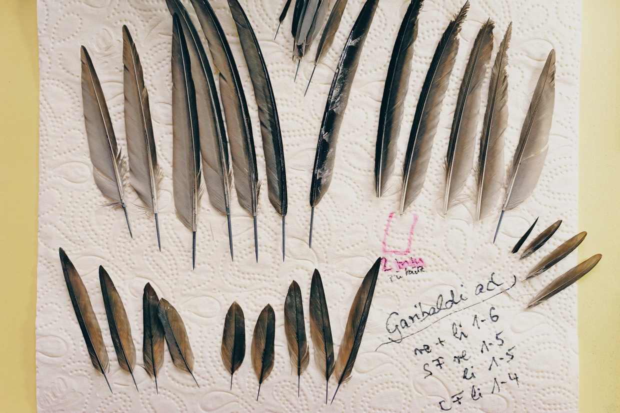 Die neuen Feder für Mauersegler Garibaldi liegen schon bereit.