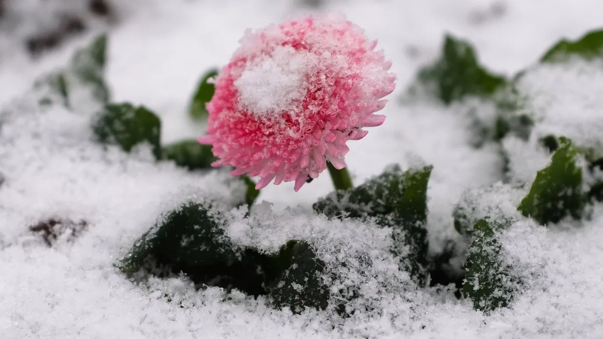 Frühling trifft Winter: Verschneite Blumen auf der Königsallee in Düsseldorf