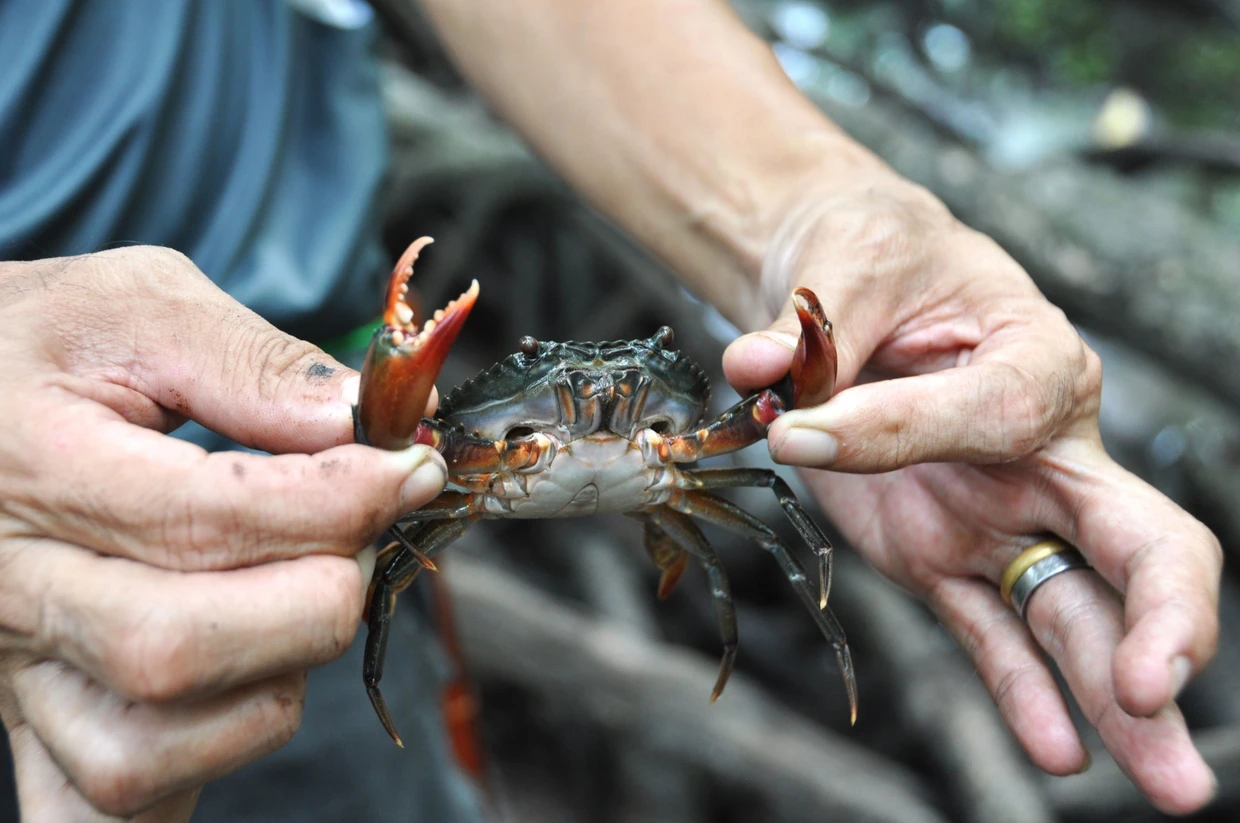 Krebs aus einer der Fallen in den Mangroven. Wenn die Tiere zu klein, kommen sie zurück ins Wasser