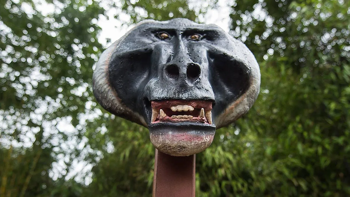 Brett unter einer Maske eines Drills im Zoo in Hannover