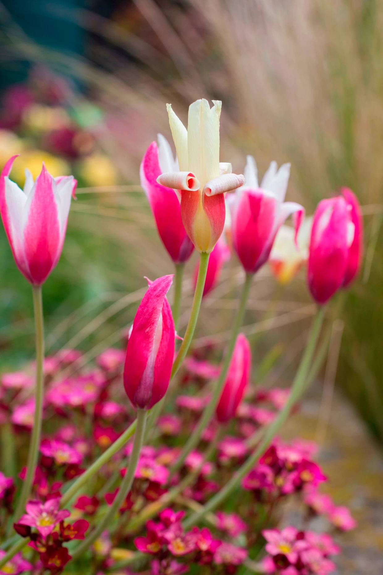 Wildform Tulipa clusiana 'Peppermint Stick'