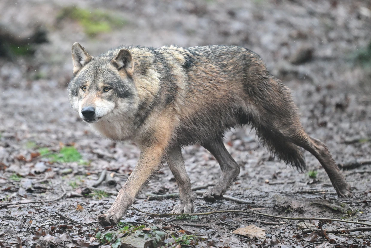 Ein Wolf im Tierpark Wildparadies Tripsdrill