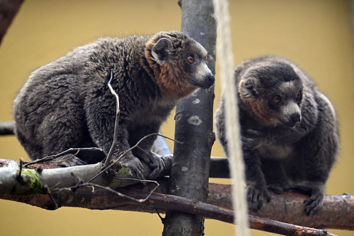„Janz am Eng, do kütt mer bei de Aape. / Nä, wat sin dat vill, nä, wat sin dat vill!“ Die Primatenpopulation im Kölner Zoo ist im März 2026 um Tongay und Aster vermehrt worden, zwei Mongozmaki-Männchen aus Frankreich.