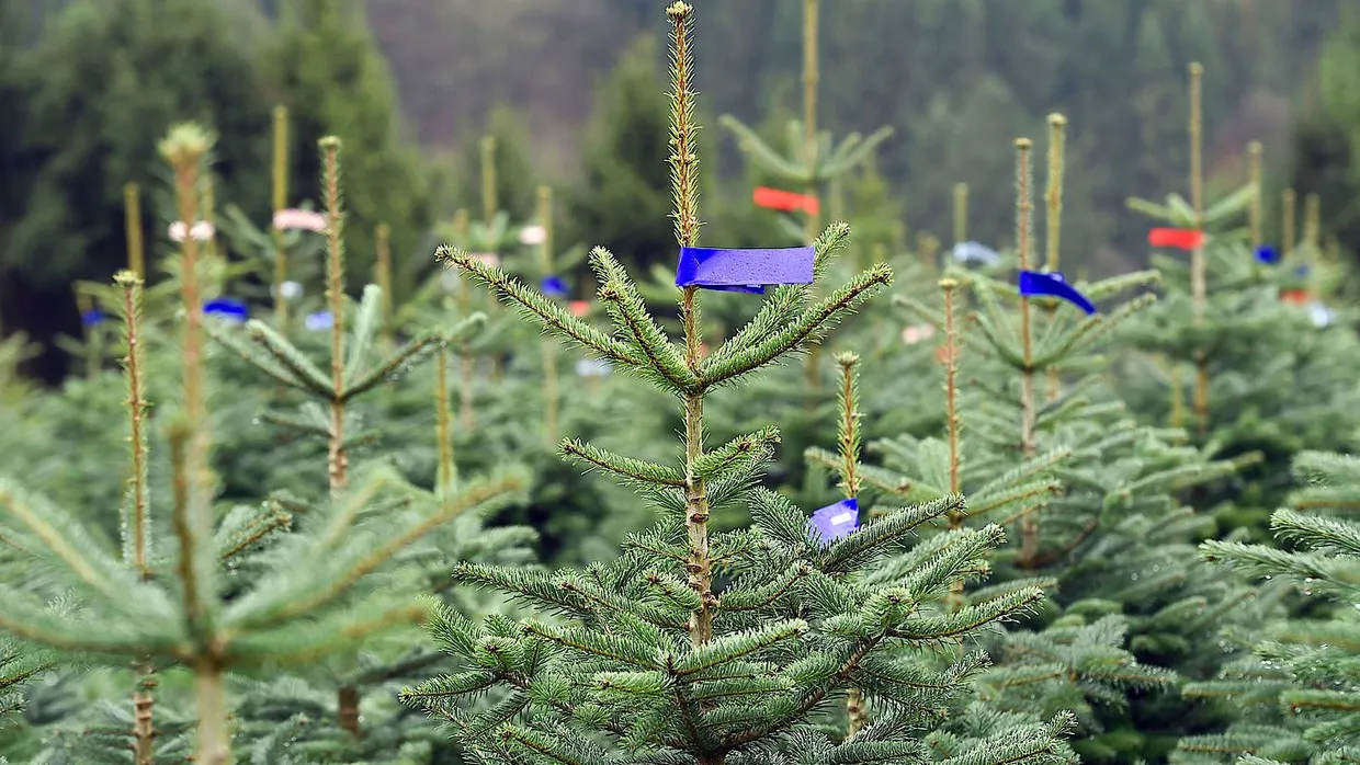 Diese kleine Nordmanntanne soll mal ein Weihnachtsbaum werden.