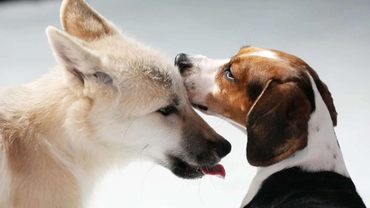 Ein Beagle war die Leihmutter des Polarwolfs.