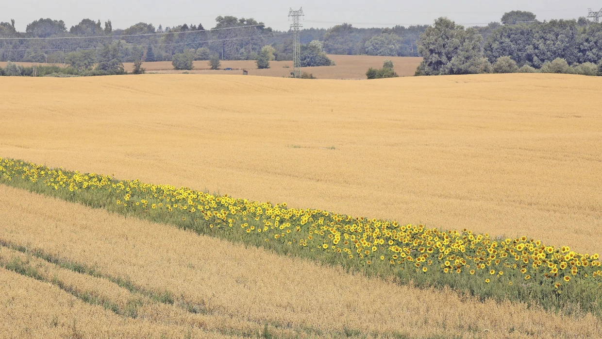Knnen Blhstreifen das Insektensterben stoppen? | FAZ