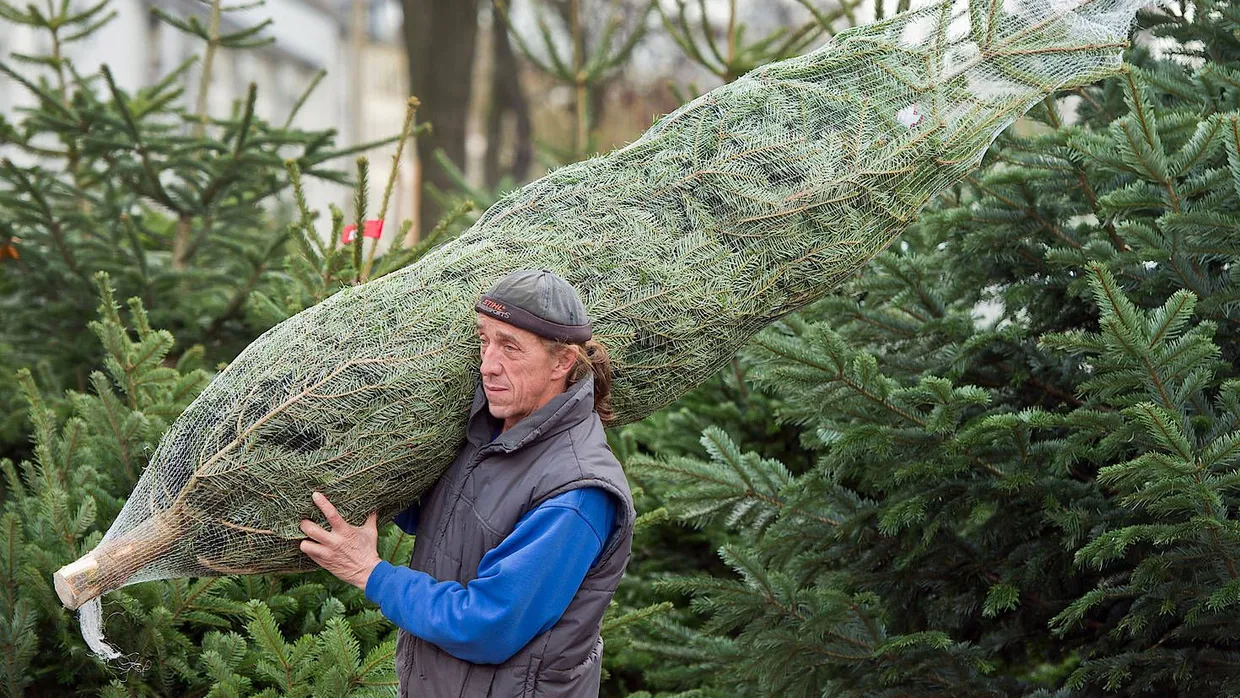 Baumlieferung: Vor allem ältere Menschen haben sich ihren Christbaum in diesem Jahr zustellen lassen.