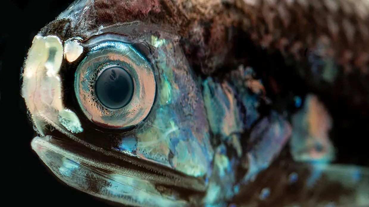 Ein Tiefsee-Laternenfisch mit sichtbaren Leuchtorganen.