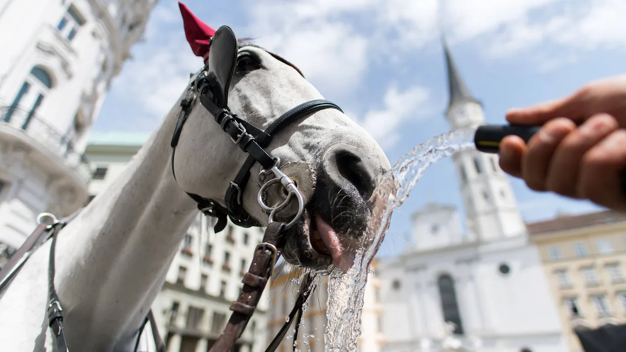Ein Fiaker-Pferd trinkt Wasser aus einem Schlauch.