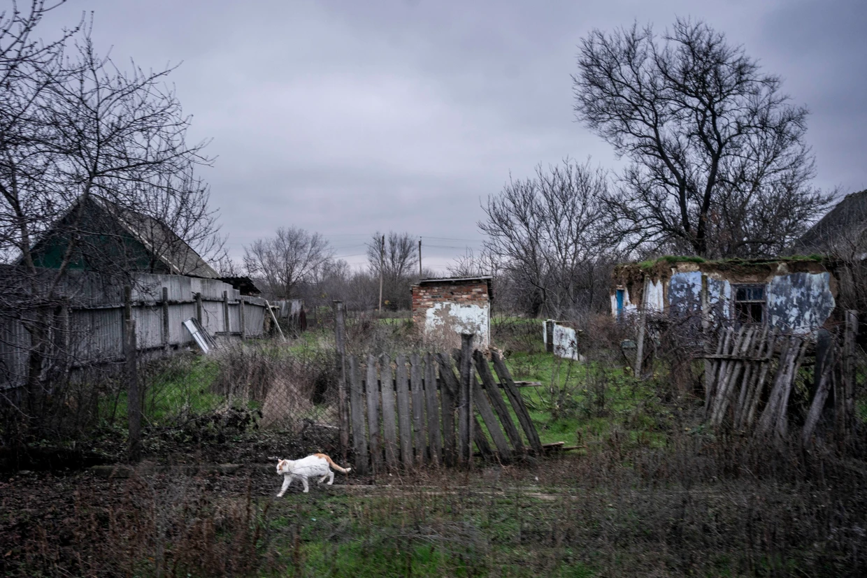 Eine Katze folgt dem Duft von Schaschlik.