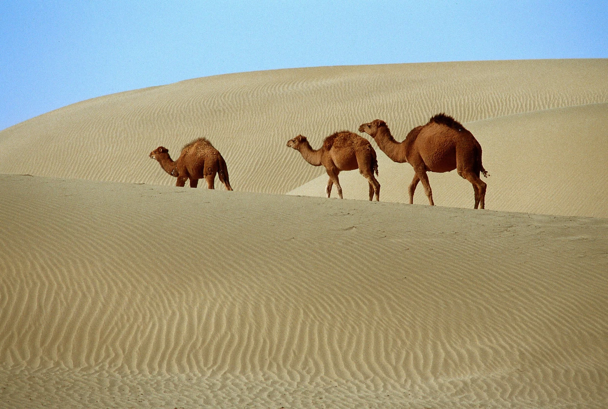 Wichtiger als Jeeps: Kamele in der Karakum-Wüste  Picture Alliance