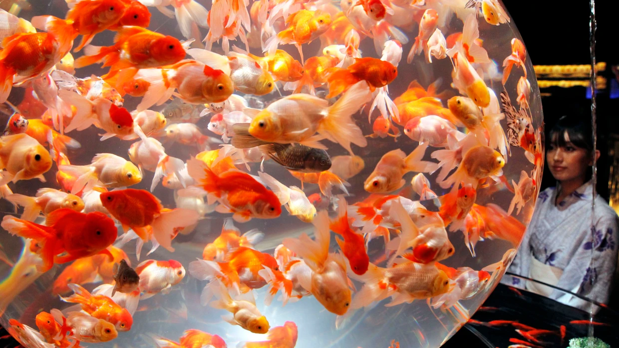 Trüber oder klarer, das ist hier die Frage, und die KI antwortet mal so, mal so: Goldfische in einem Aquarium.