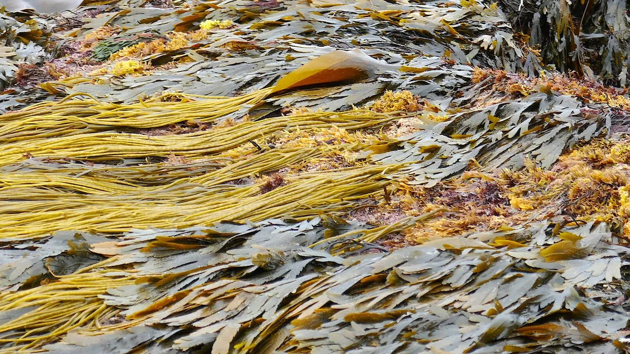 Langes, blondes Haar, immer wieder neu gekämmt durch die Wellen: Seespaghetti schmecken fast wie Nudeln, nur knuspriger und sogar etwas nussig.