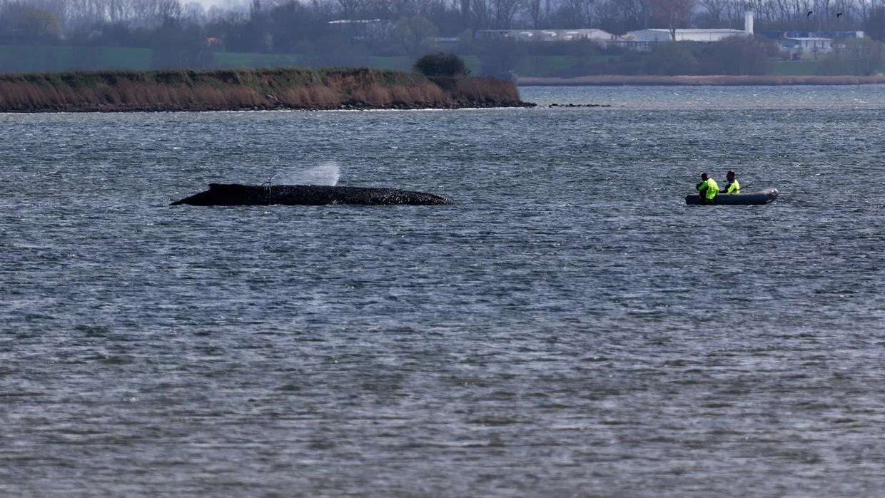 Der Buckelwal „Timmy“ liegt weiterhin geschwächt in der Wismarer Bucht und kämpft ums Überleben