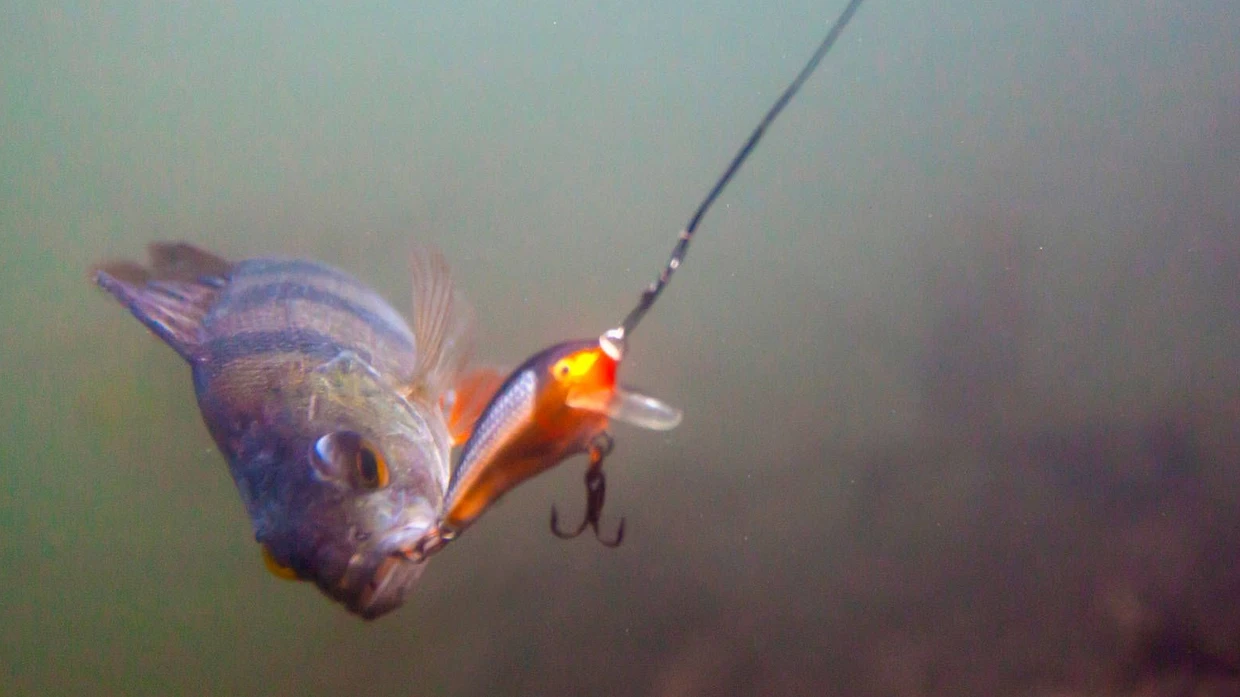 Tierethik: Schreien Fische stumm? | FAZ