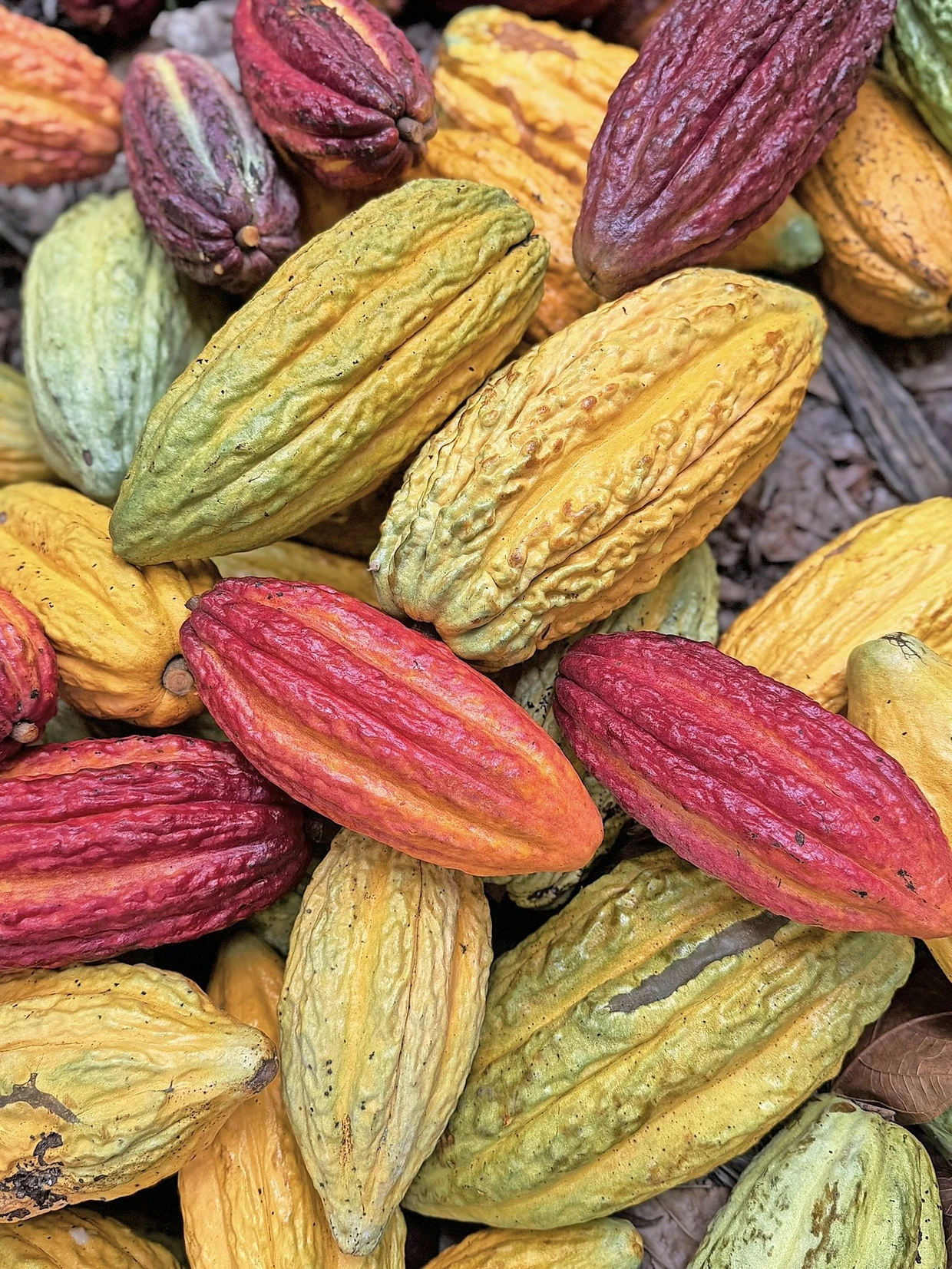 Kakaofrüchte dienen als Dekoration.