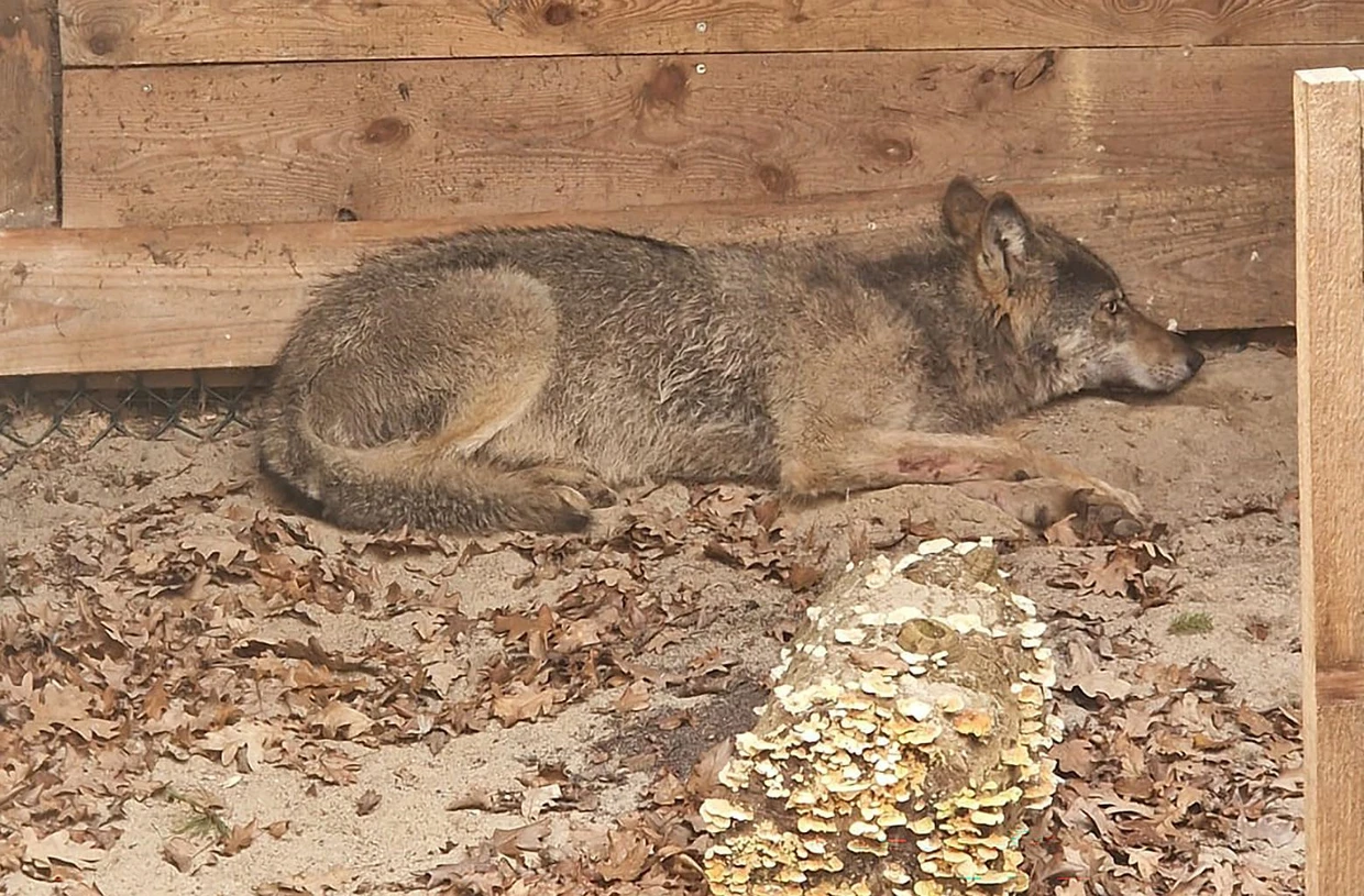 Der Wolf, der eine Frau in Hamburg verletzt hat, befindet sich in einer Wildtierauffangstation bei Sachsenhagen.