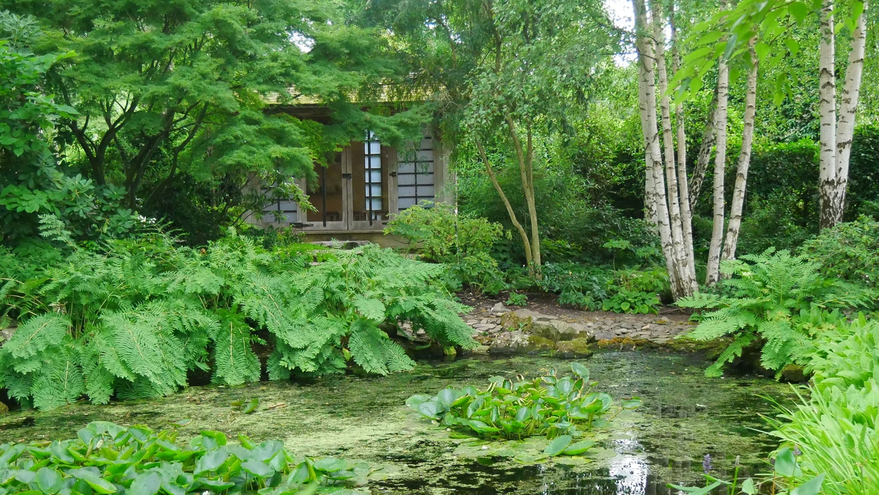 Teehaus mit Birken und Wasserlandschaft. Der Japanische Garten sorgt für große Entschleunigung.