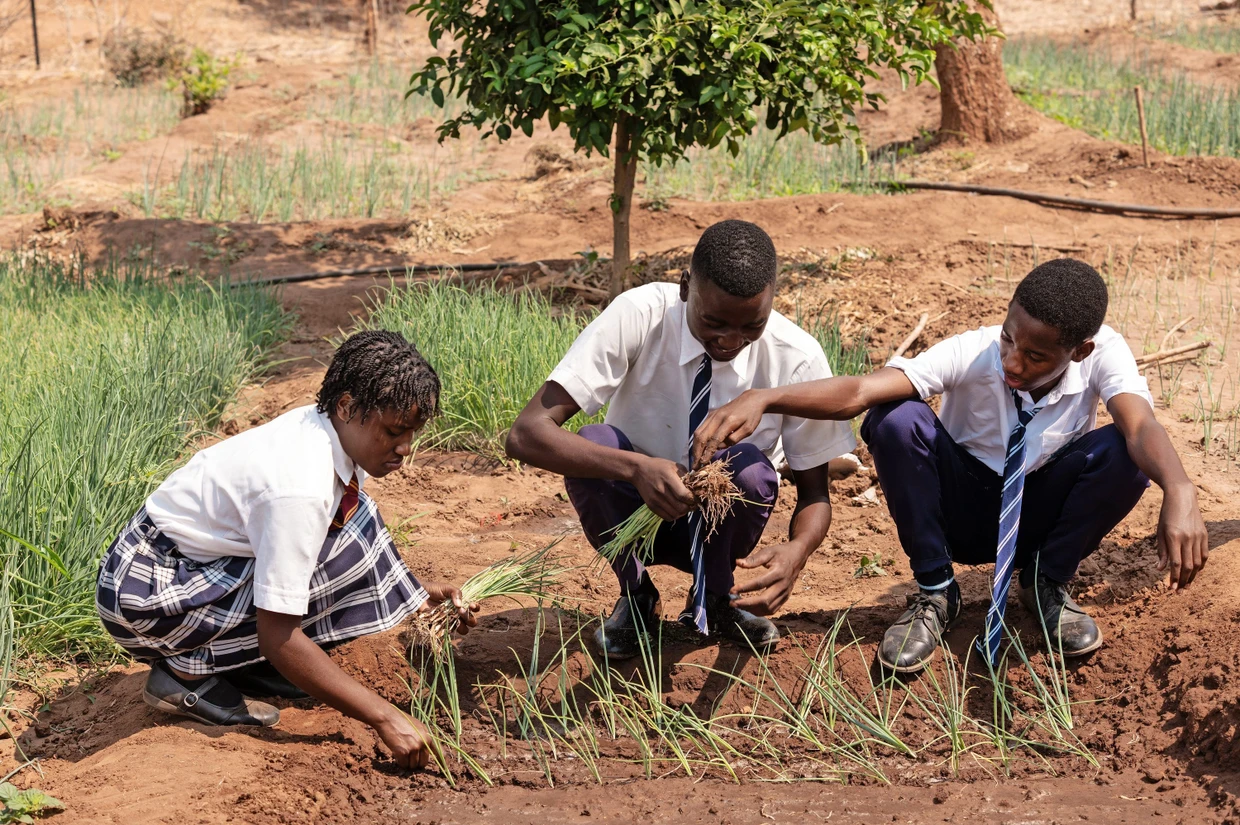 Margret, Vincent und Joseph setzen Zwiebeln in ein frisch angelegtes Feld des Schulgartens.