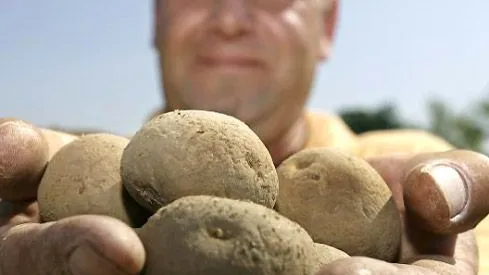 Feldversuche mit Gen-Kartoffeln im BASF-Agrarzentrum Limburgerhof