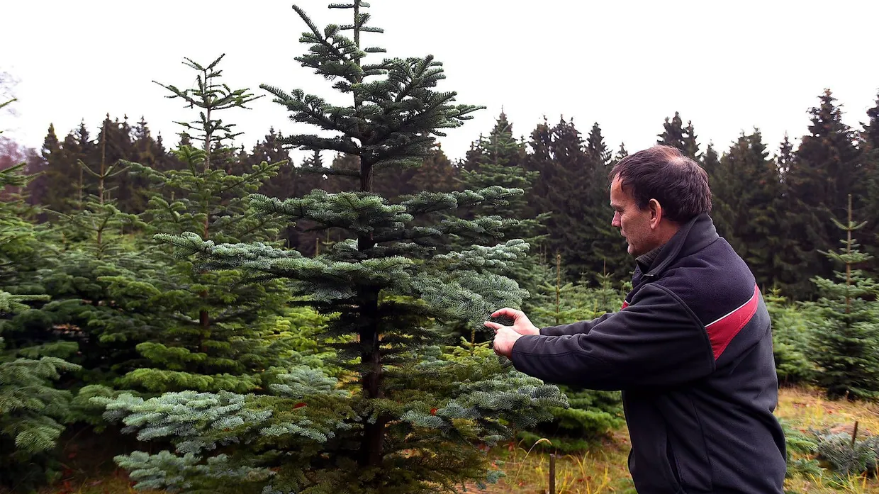 Tannenschonung in Schmitten-Treisberg: Wer seinen Weihnachtsbaum selbst sägen möchte, hat dazu auch diesmal Gelegenheit.