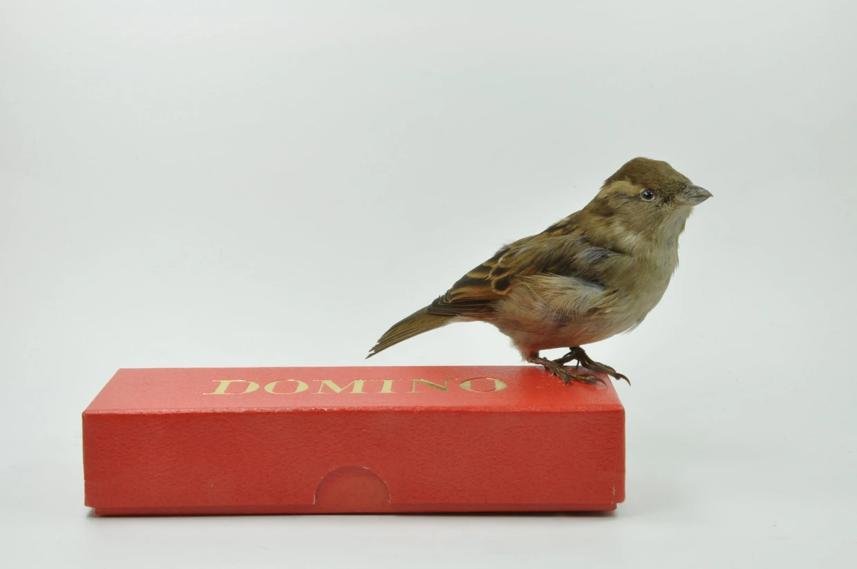 Diese Spatzendame hat beim Domino Day 2005 in Leeuwarden dafür gesorgt, dass 23.000 Steine umfielen.