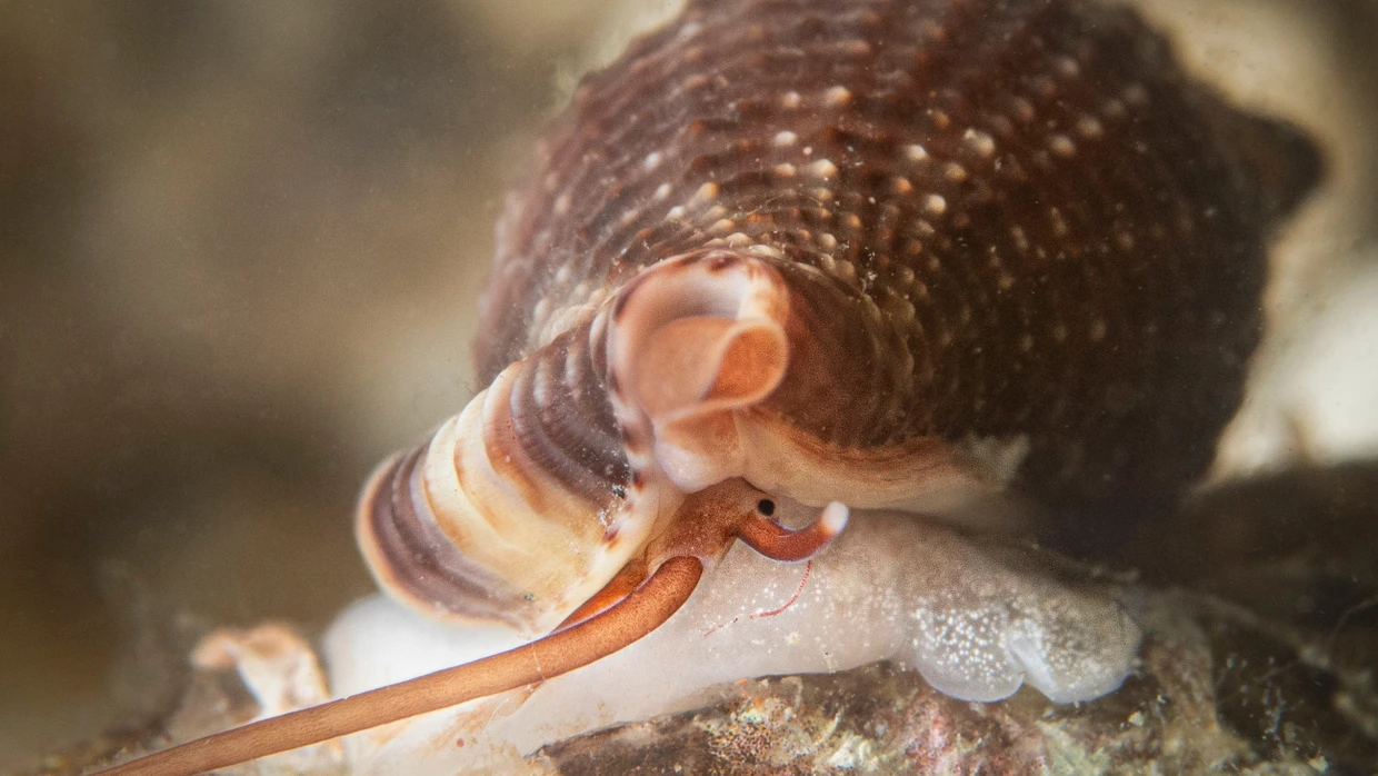 Klein und blutdurstig: Die Vampirschnecke Cumia intertexta lebt im südlichen Mittelmeer.