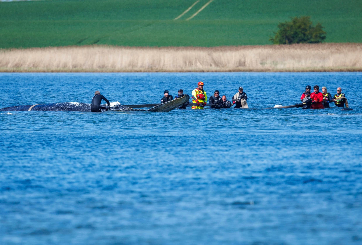 Helpers try to pull the stranded humpback whale with straps