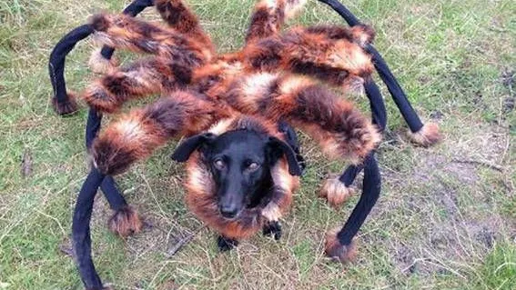 2014 der Youtube-Hit: Ein als Spinne verkleideter Hund