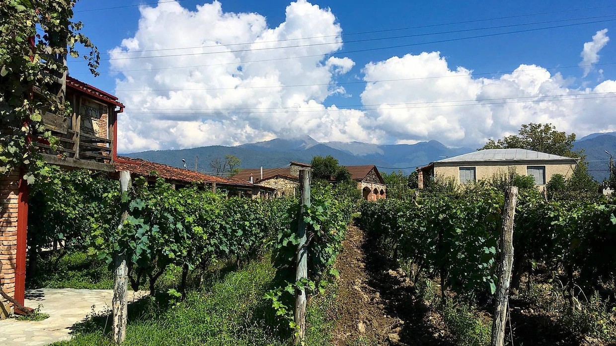 Weinregion: Vorne hängen in Kakheti Saperavi-Trauben, am Horizont liegen die Berge des Kaukasus.