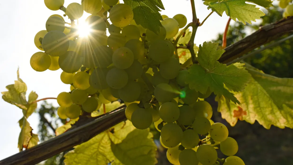 Auch Wein bekommt Sonnenbrand: Dieser lässt die Reben dann vertrocknen. Winzer schätzen ihn mittlerweile als eine reale Gefahr für die Ernte ein.