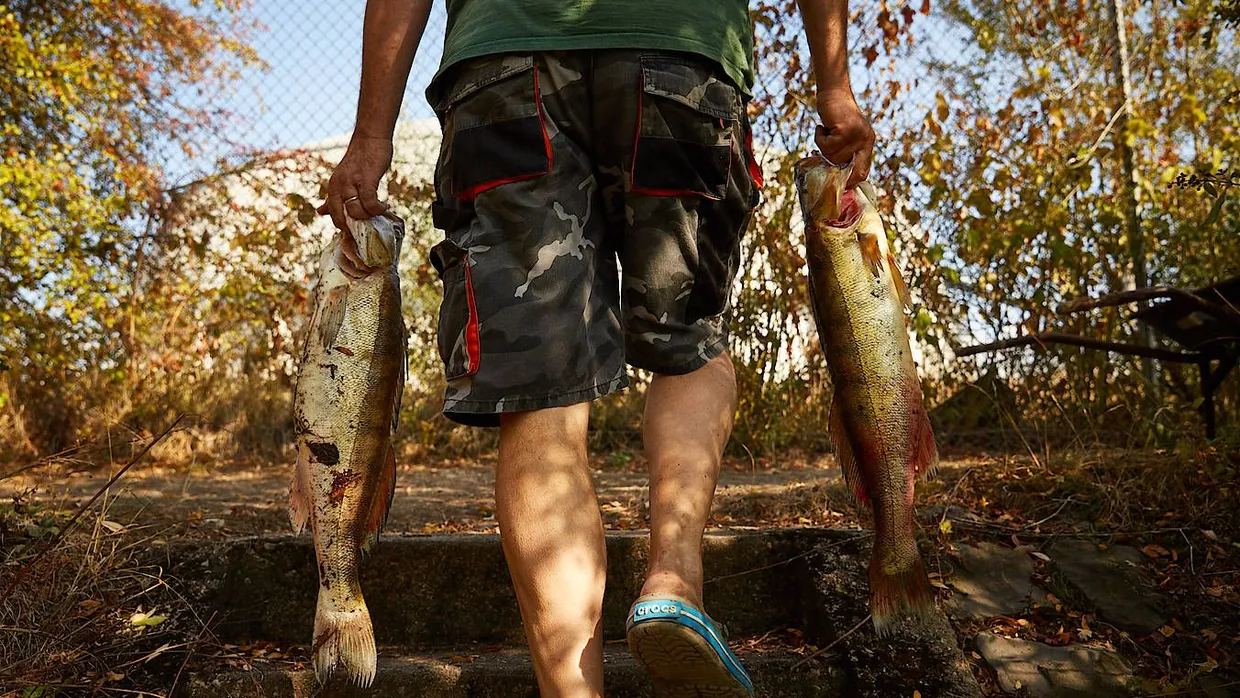 Fische auf dem Trockenen: Olaf Adam bringt zwei Zander aus dem Fang an Land.