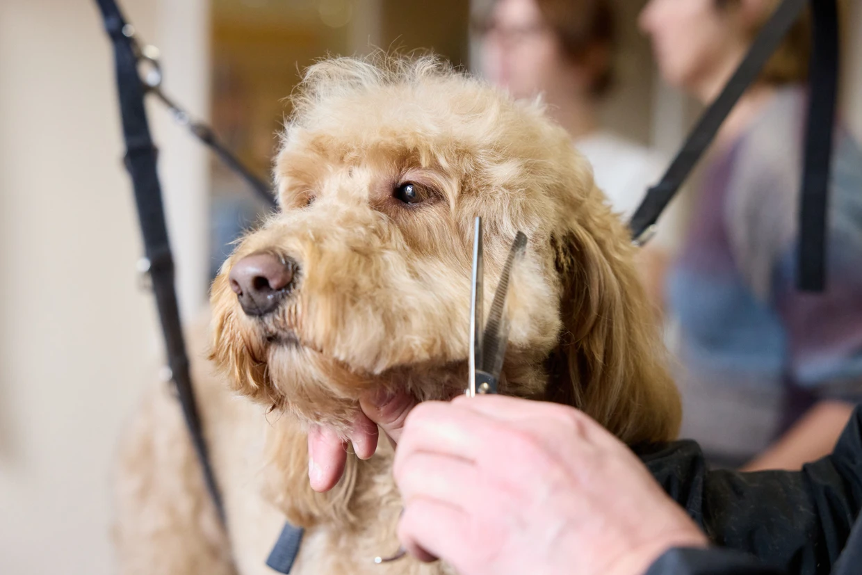 Schüler Daniel Schnell schneidet die Haare am Kopf von Hund Winston.