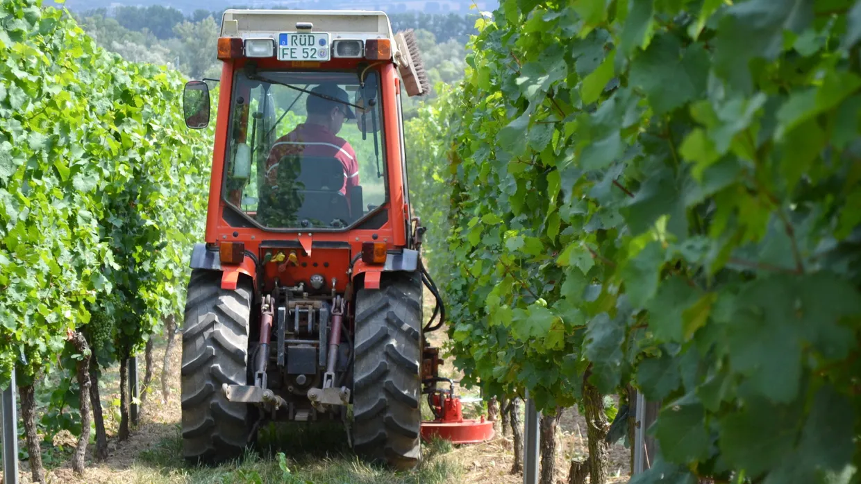 Ein Traktor mulcht den Boden im Weineberg in Geisenheim.