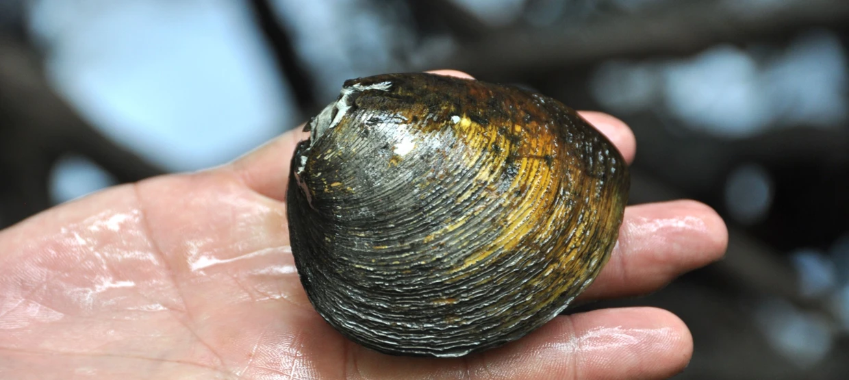 Schatz aus den Mangroven: Cobra zieht eine der Muscheln aus dem Wasser, groß wie eine Kinderfaust