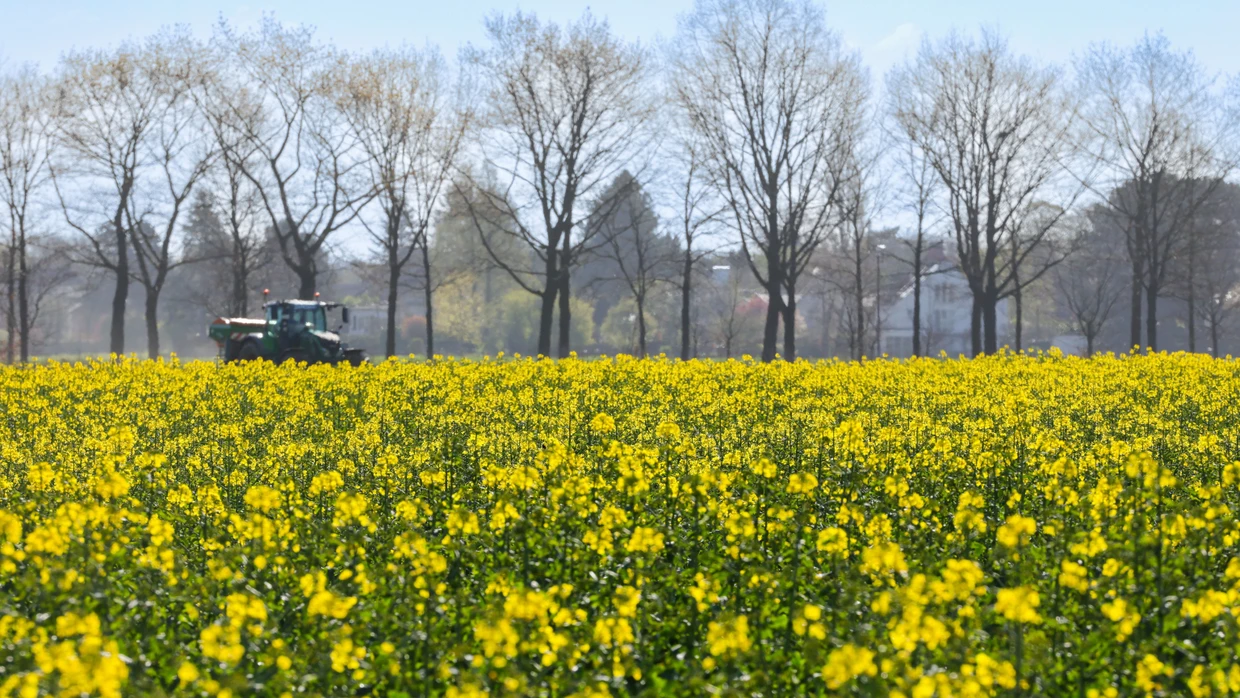 In voller Blüte: Raps ist nicht nur Nahrungs- und Futtermittel, sondern auch ein heimischer Rohstoff für Biokraftstoffe, der für Landwirte angesichts hoher Dieselpreise an Bedeutung gewinnt.