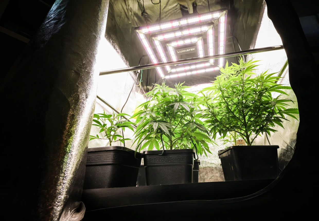 Cannabispflanzen im Februar 2024 in Hamburg