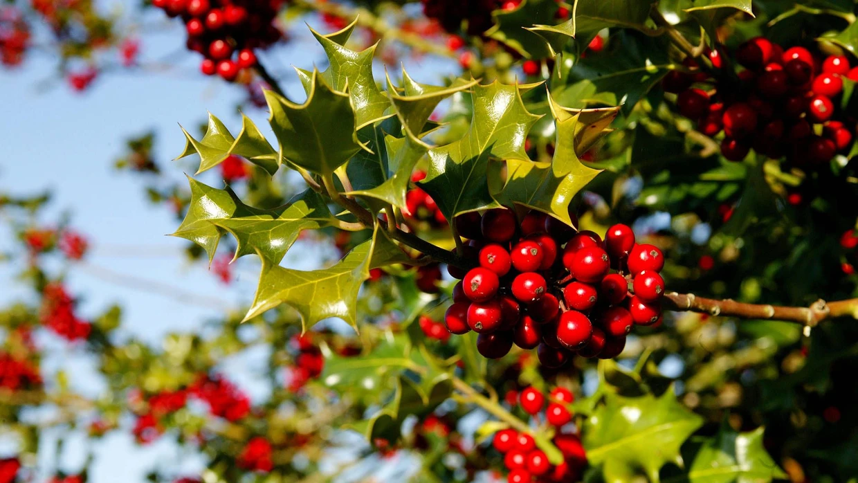 Weihnachtskarriere der Stechpalme: Robust und doch schmuck | FAZ