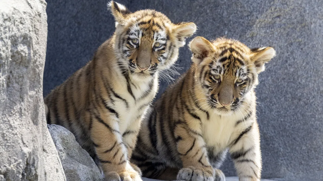 Zwei Amurtiger Jungtiere im Kölner Zoo (Symbolbild).