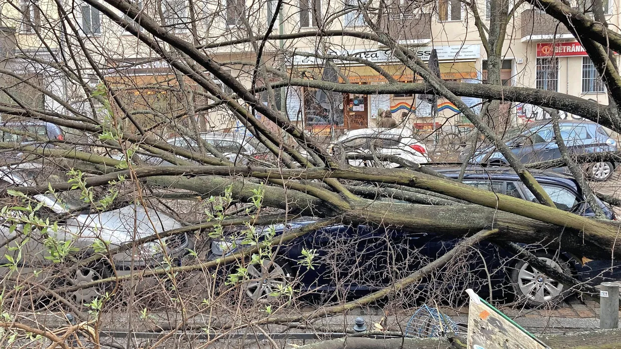 Lebensgefahr: Ein umgestürzter Baum in Berlin Kreuzberg trifft Autos und zum Glück keine Menschen.