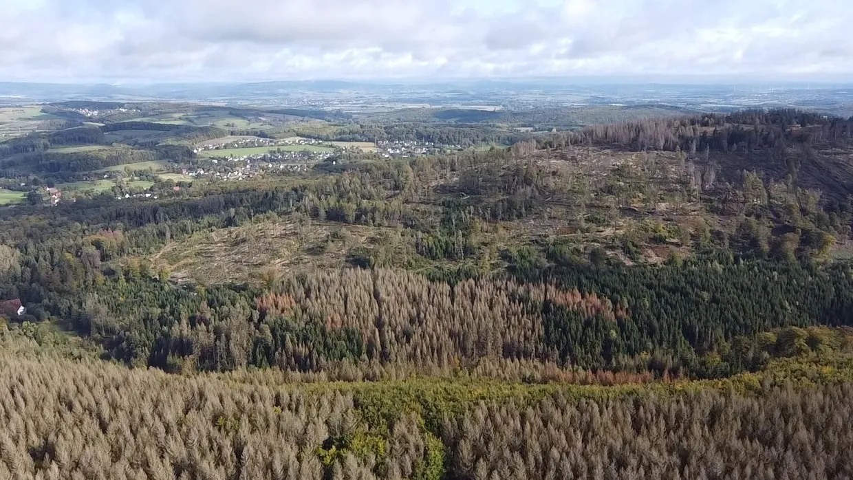 Wälder sind eine der wichtigsten Kohlenstoffsenken der Welt: Sie nehmen doppelt so viel C02 auf, wie sie emittieren. Zugleich treffen Trockenheit und Hitze die Wälder stark.