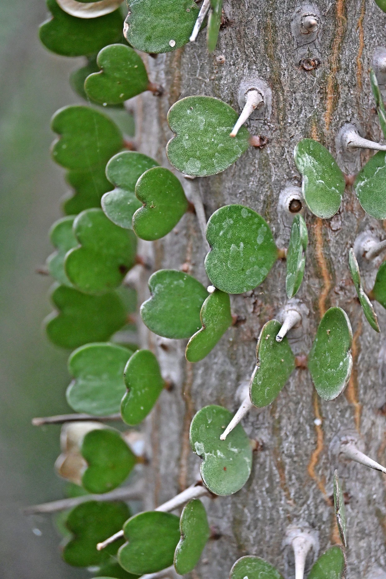 Der Kaktusbaum gehört zu den extrem widerständigen Pflanzen.
