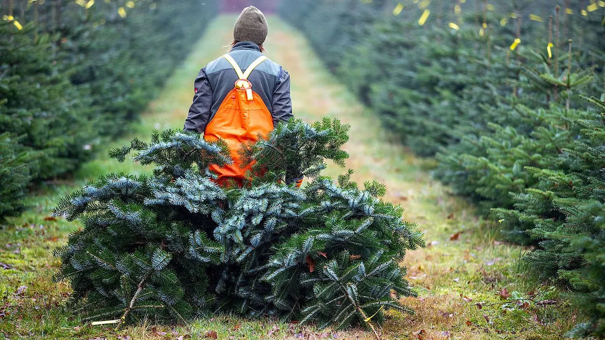 Frisch geschlagene Bäume werden durch die Weihnachtsbaumplantage in Gädebehn, Mecklenburg-Vorpommern, gezogen.