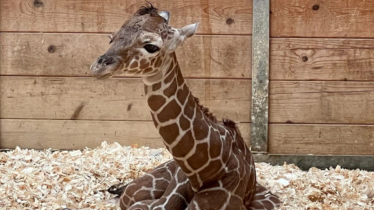 Problemlose Geburt: Am 22. Februar ist Netzgiraffe Mumbi im Opel-Zoo zur Welt gekommen.