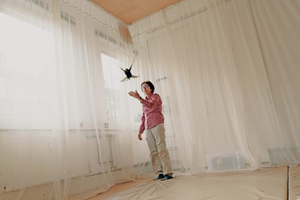 Im Flugzimmer darf Garibaldi seine ersten Flugstunden absolvieren. Eine ehrenamtliche Mitarbeiterin der Klinik begleitet die ersten Flügelschläge.