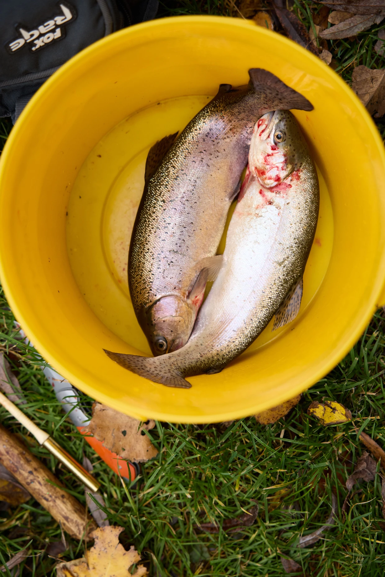 Mittagessen gesichert: zwei frisch geangelte Regenbogenforellen