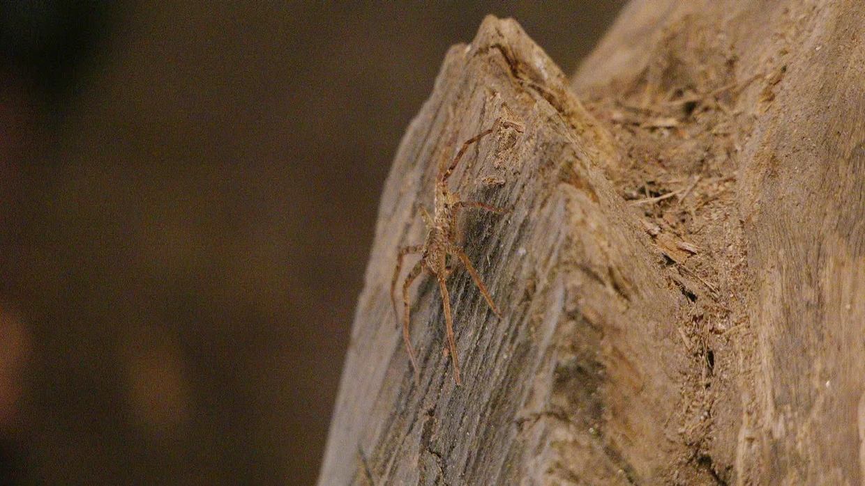 Allgemein bekannt: die Spinnspringe